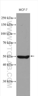 ORAI1 Antibody in Western Blot (WB)