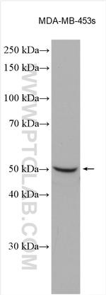 ORAI1 Antibody in Western Blot (WB)