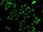 TH1L Antibody in Immunocytochemistry (ICC/IF)