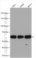 TH1L Antibody in Western Blot (WB)