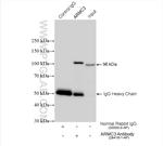 ARMC3 Antibody in Immunoprecipitation (IP)