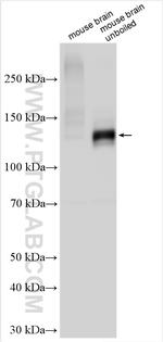 PMCA2 Antibody in Western Blot (WB)