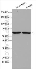 MMP17 Antibody in Western Blot (WB)