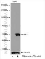 IRG1 Antibody in Western Blot (WB)