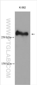 KMT2C Antibody in Western Blot (WB)