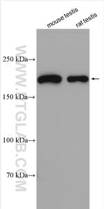 IFT172 Antibody in Western Blot (WB)