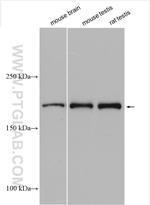 IFT172 Antibody in Western Blot (WB)
