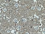 SGK1 Antibody in Immunohistochemistry (Paraffin) (IHC (P))