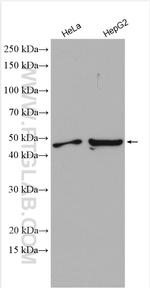 SGK1 Antibody in Western Blot (WB)