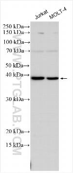 HPF1 Antibody in Western Blot (WB)