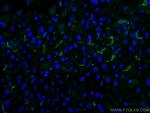 F4/80 Antibody in Immunohistochemistry (Paraffin) (IHC (P))