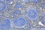F4/80 Antibody in Immunohistochemistry (Paraffin) (IHC (P))
