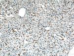 F4/80 Antibody in Immunohistochemistry (Paraffin) (IHC (P))