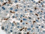 F4/80 Antibody in Immunohistochemistry (Paraffin) (IHC (P))