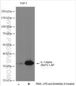 IL-1 Alpha Antibody in Western Blot (WB)