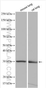 TPM1 Antibody in Western Blot (WB)