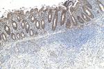 STEAP3 Antibody in Immunohistochemistry (Paraffin) (IHC (P))