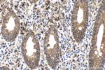STEAP3 Antibody in Immunohistochemistry (Paraffin) (IHC (P))