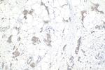 STEAP3 Antibody in Immunohistochemistry (Paraffin) (IHC (P))