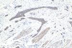 STEAP3 Antibody in Immunohistochemistry (Paraffin) (IHC (P))