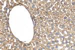 STEAP3 Antibody in Immunohistochemistry (Paraffin) (IHC (P))