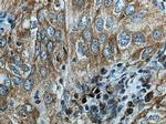 GRP Antibody in Immunohistochemistry (Paraffin) (IHC (P))