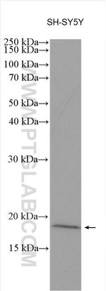 GRP Antibody in Western Blot (WB)