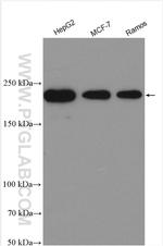 BRD4 Antibody in Western Blot (WB)