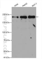 BRD4 Antibody in Western Blot (WB)