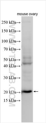DDIT4L Antibody in Western Blot (WB)