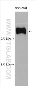 FLNC Antibody in Western Blot (WB)