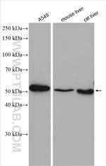 CRBN Antibody in Western Blot (WB)