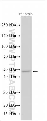 FIG4 Antibody in Western Blot (WB)