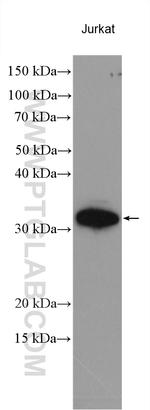 GCH1 Antibody in Western Blot (WB)