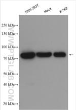 DDX18 Antibody in Western Blot (WB)