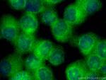 HSPA14 Antibody in Immunocytochemistry (ICC/IF)