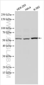 HSPA14 Antibody in Western Blot (WB)