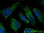 APOOL Antibody in Immunocytochemistry (ICC/IF)