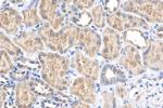 APOOL Antibody in Immunohistochemistry (Paraffin) (IHC (P))