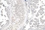 APOOL Antibody in Immunohistochemistry (Paraffin) (IHC (P))