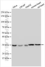 APOOL Antibody in Western Blot (WB)