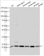 FUNDC1 Antibody in Western Blot (WB)