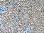 IGF1 Antibody in Immunohistochemistry (Paraffin) (IHC (P))