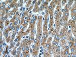 IGF1 Antibody in Immunohistochemistry (Paraffin) (IHC (P))