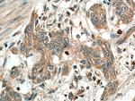 PGC Antibody in Immunohistochemistry (Paraffin) (IHC (P))