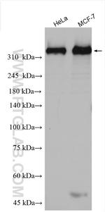 PRKDC Antibody in Western Blot (WB)