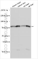 GABRA2 Antibody in Western Blot (WB)