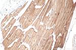 FBXO32 Antibody in Immunohistochemistry (Paraffin) (IHC (P))