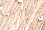 FBXO32 Antibody in Immunohistochemistry (Paraffin) (IHC (P))