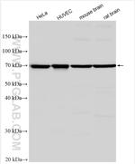 DLL1 Antibody in Western Blot (WB)